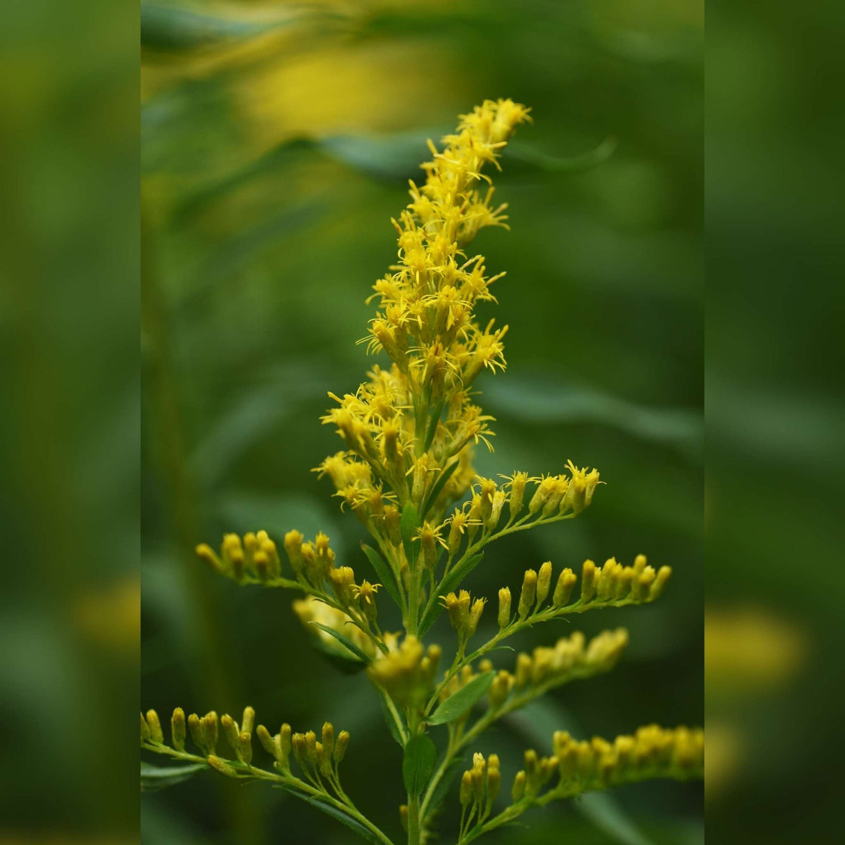 Solidago ‘Strahlenkrone’