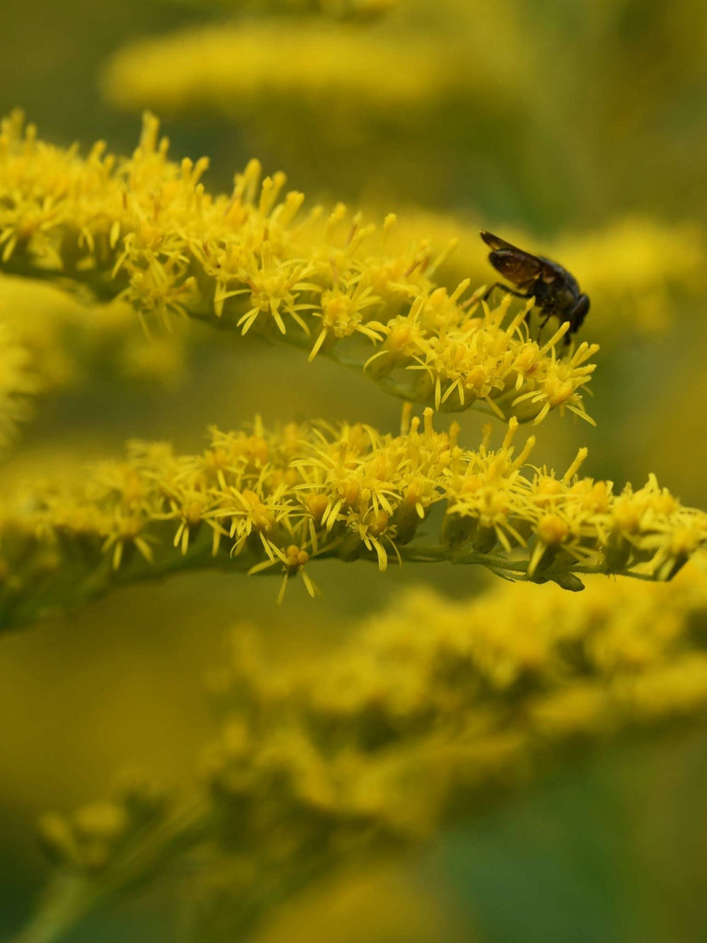 Solidago ‘Strahlenkrone’