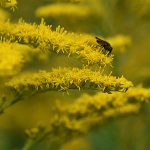 Solidago ‘Strahlenkrone’