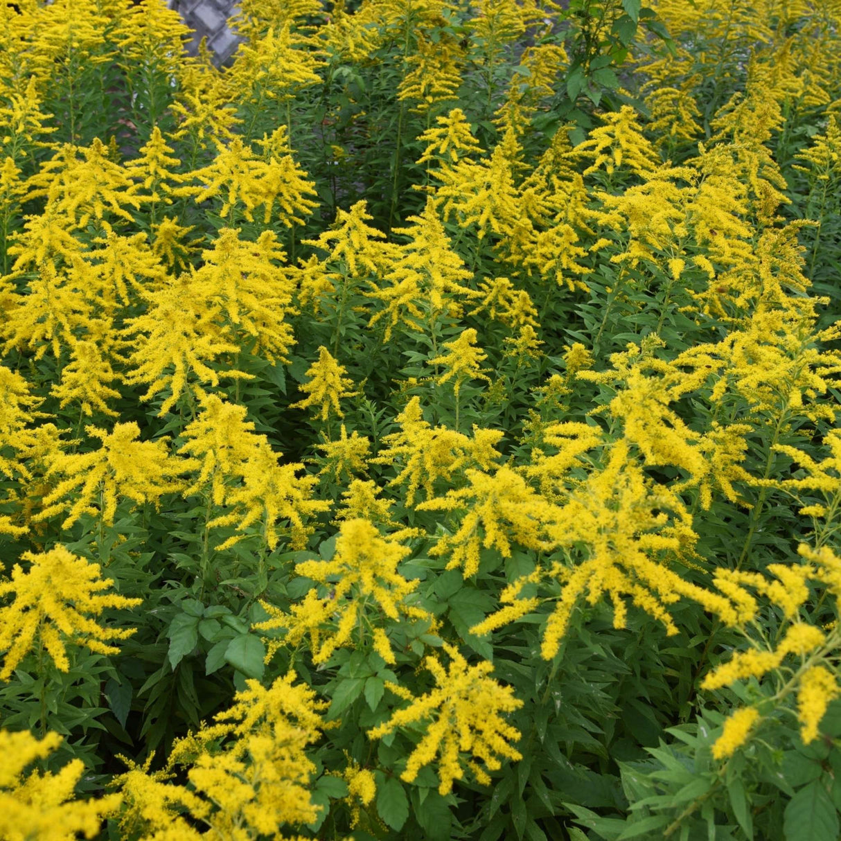 Solidago ‘Strahlenkrone’