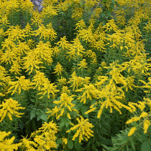 Solidago ‘Strahlenkrone’