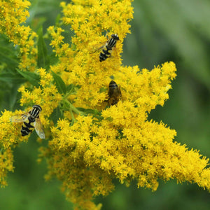 Solidago ‘Strahlenkrone’