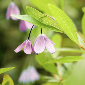 Sollya heterophylla ‘Pink’