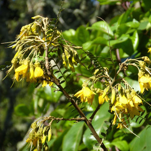 Sophora ‘Sun King’