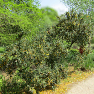 Sophora ‘Sun King’
