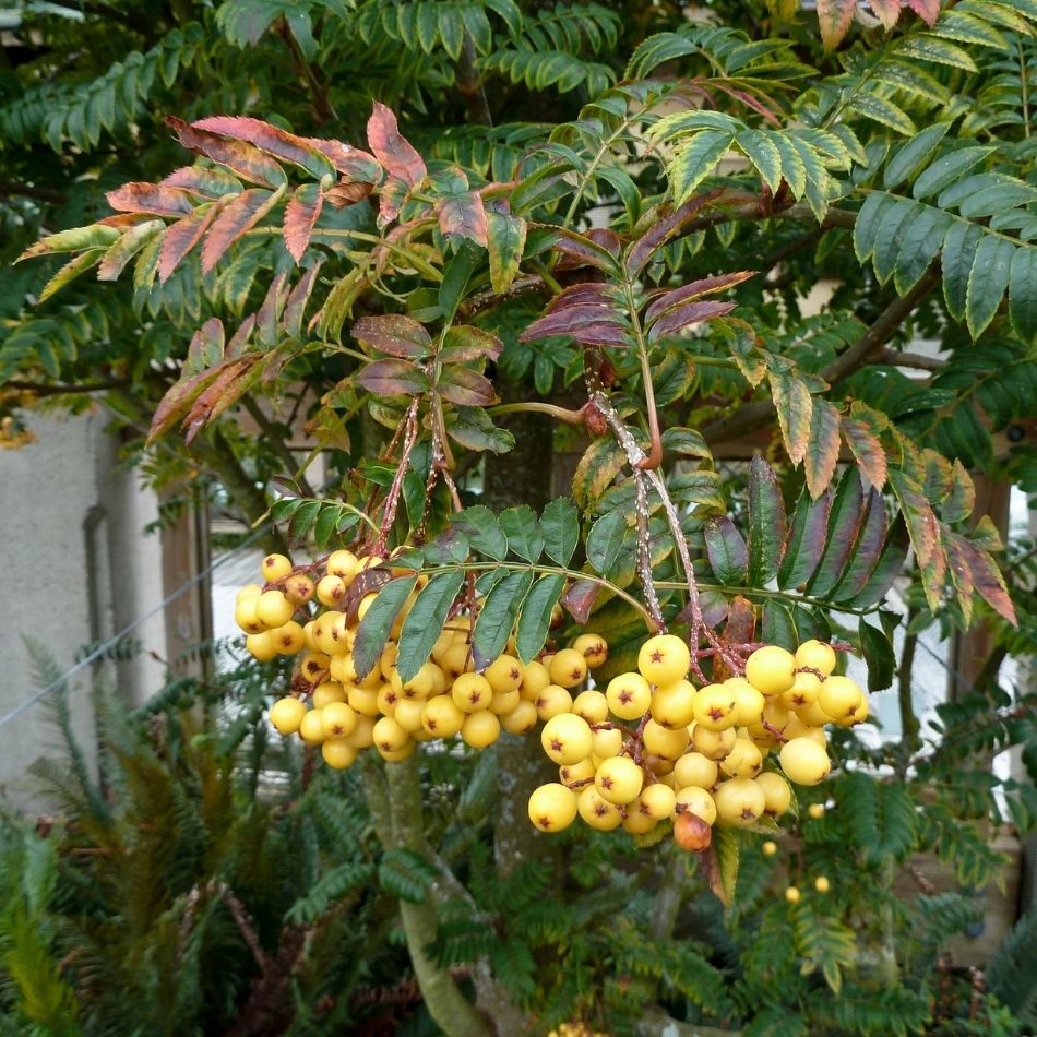 Sorbus ‘Joseph Rock’