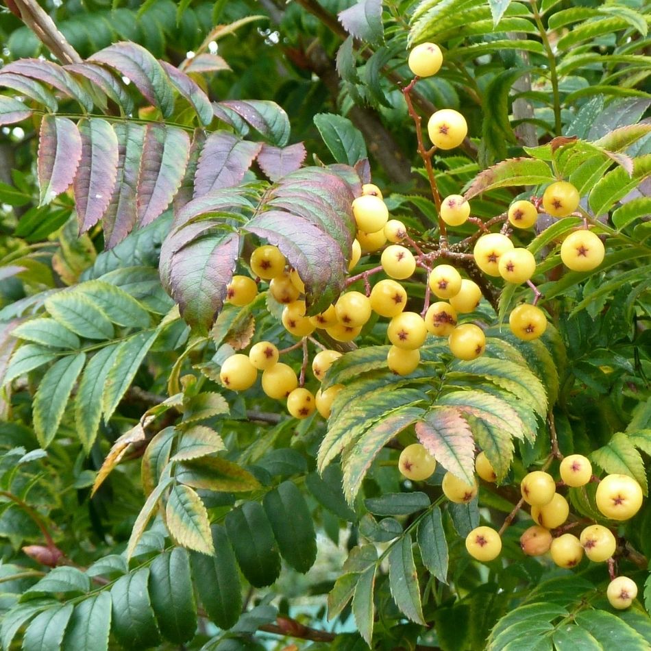 Sorbus ‘Joseph Rock’