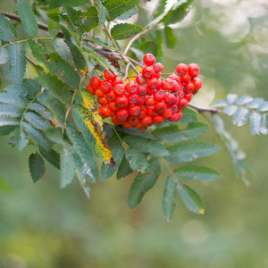 Sorbus aucuparia ‘Sheerwater Seedling’