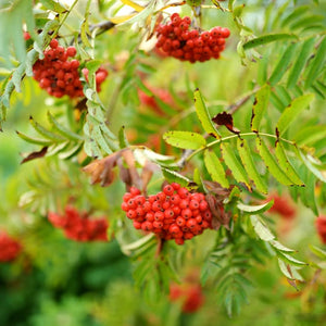 Sorbus aucuparia ‘Sheerwater Seedling’