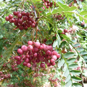Sorbus vilmorinii