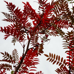 Sorbus vilmorinii