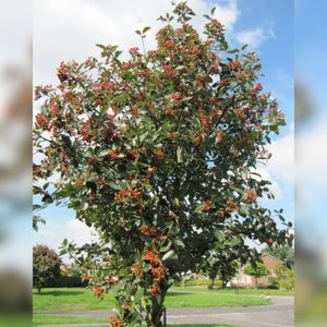 Sorbus aria ‘Lutescens’