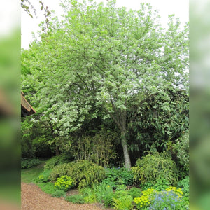 Sorbus aria ‘Lutescens’