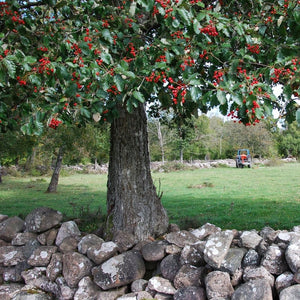 Sorbus aria ‘Majestica’