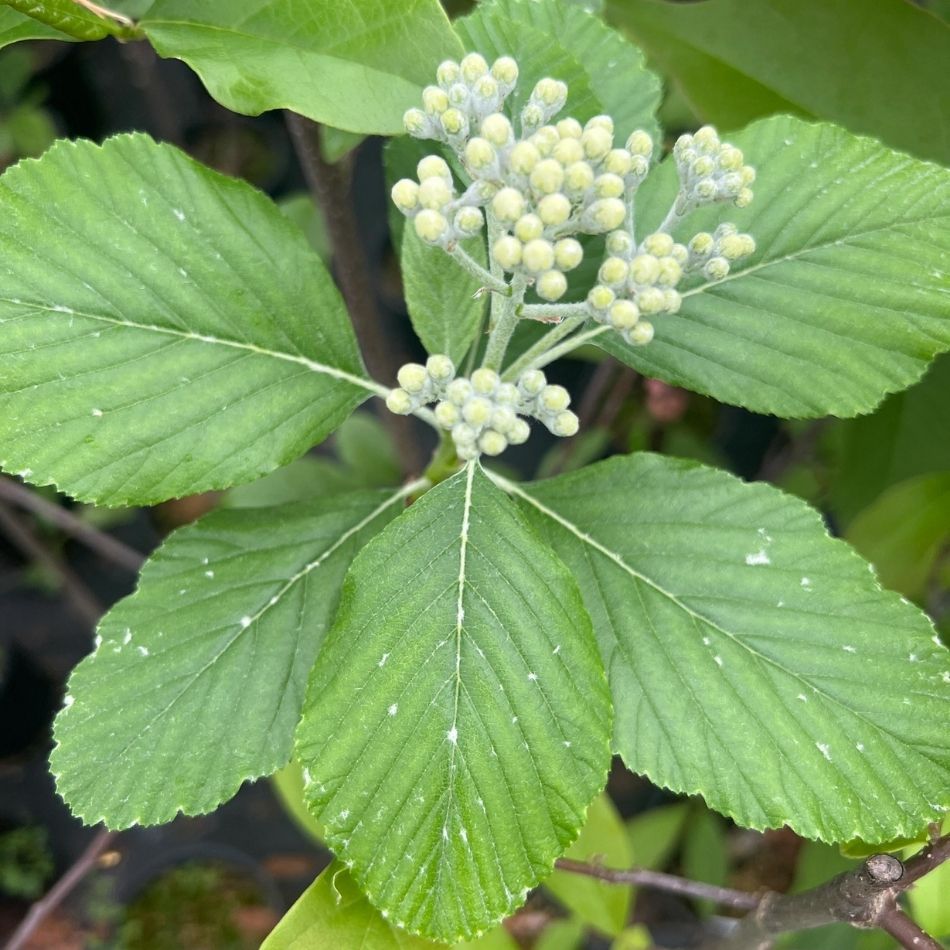 Sorbus aria ‘Majestica’