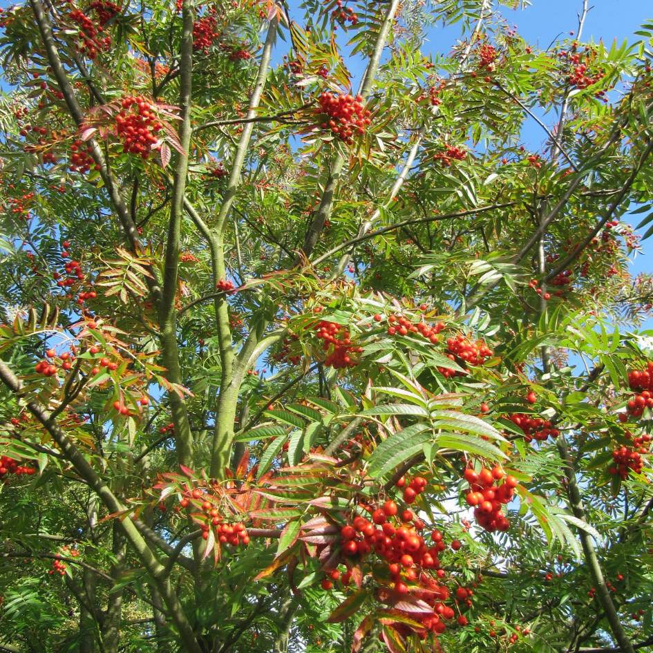 Sorbus commixta