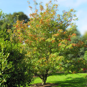 Sorbus commixta