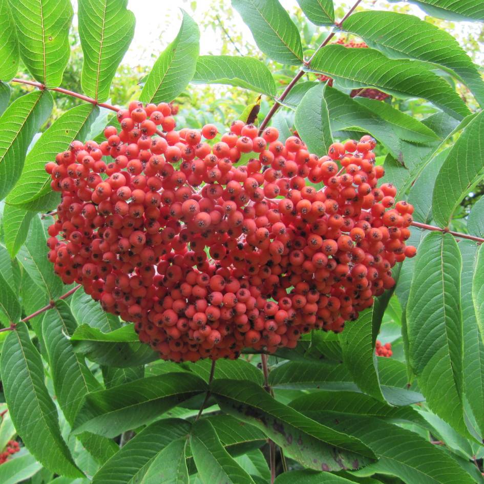 Sorbus sargentiana