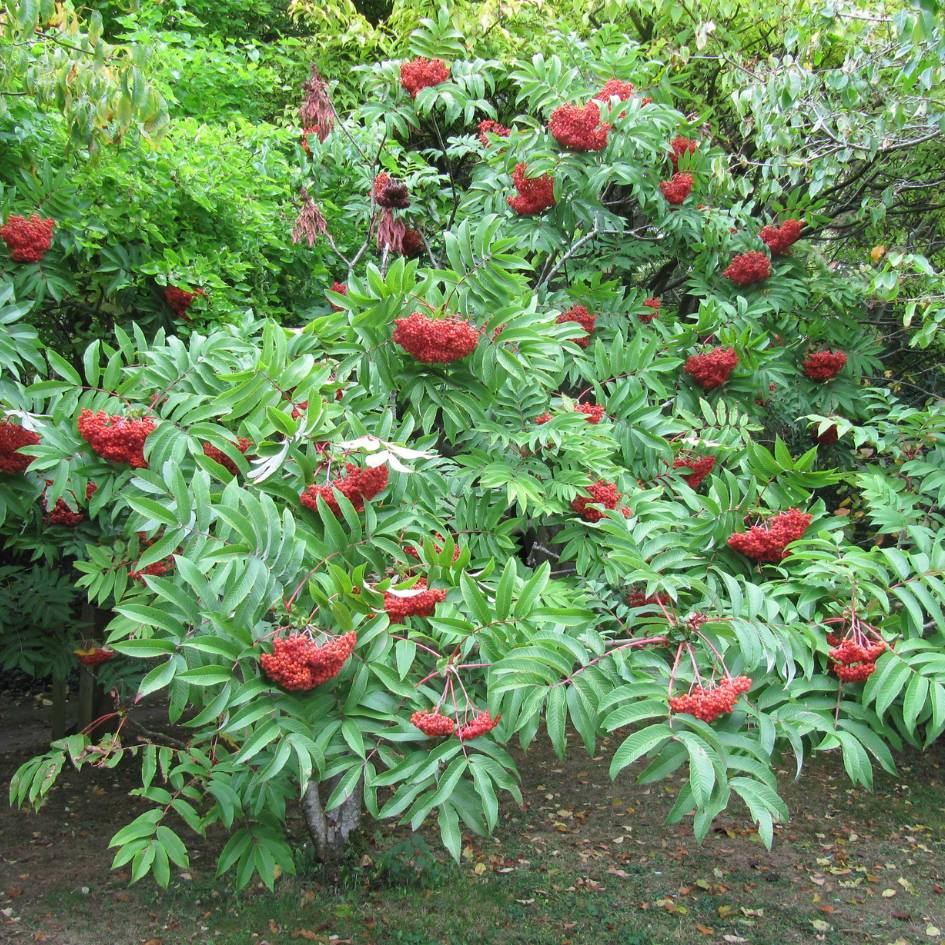 Sorbus sargentiana