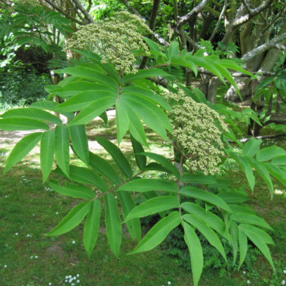 Sorbus sargentiana