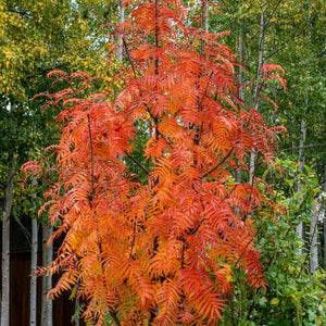 Sorbus ulleungensis ‘Dodong’