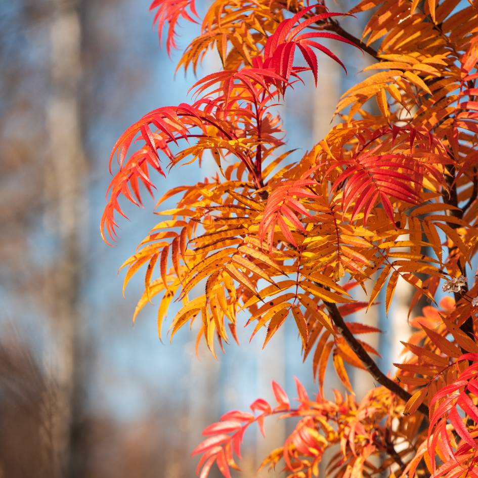 Sorbus ulleungensis ‘Dodong’