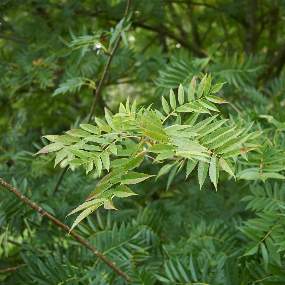 Sorbus ulleungensis ‘Dodong’
