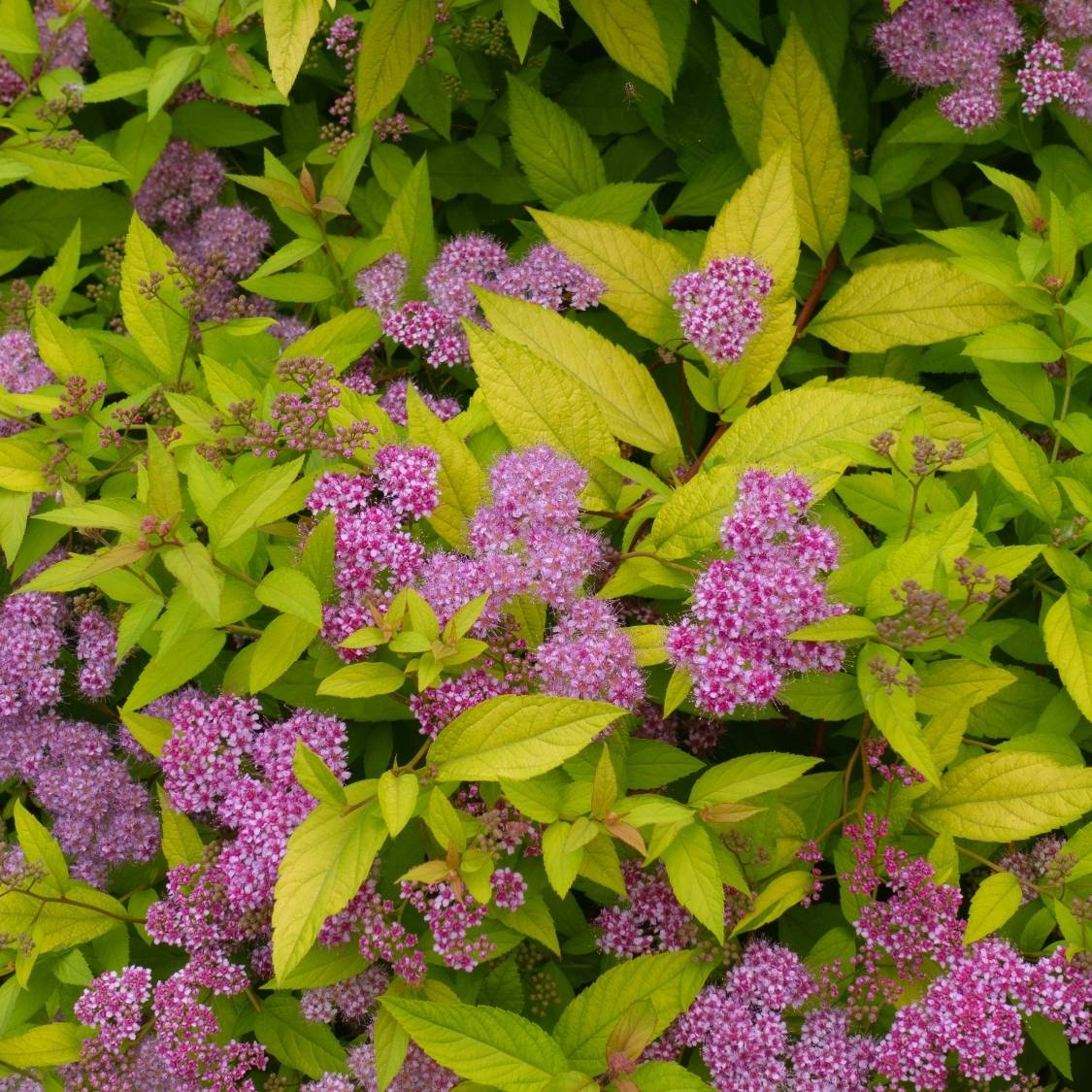 Spiraea japonica ‘Golden Princess’