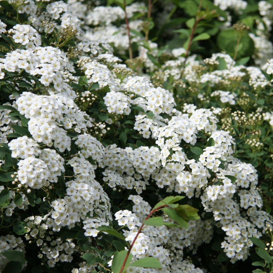 Spiraea ‘Arguta’
