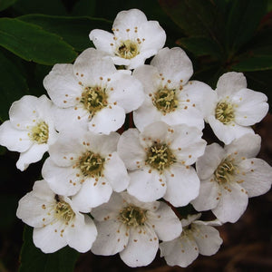 Spiraea ‘Arguta’