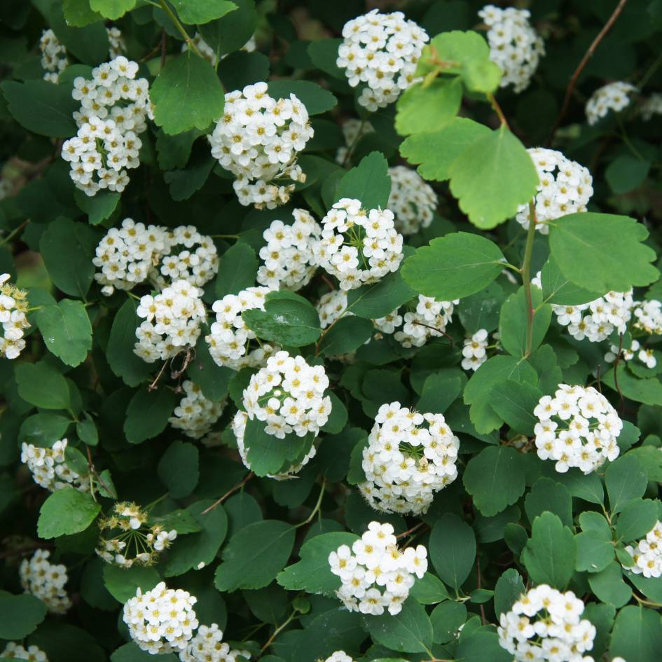 Spiraea betulifolia ‘Tor’