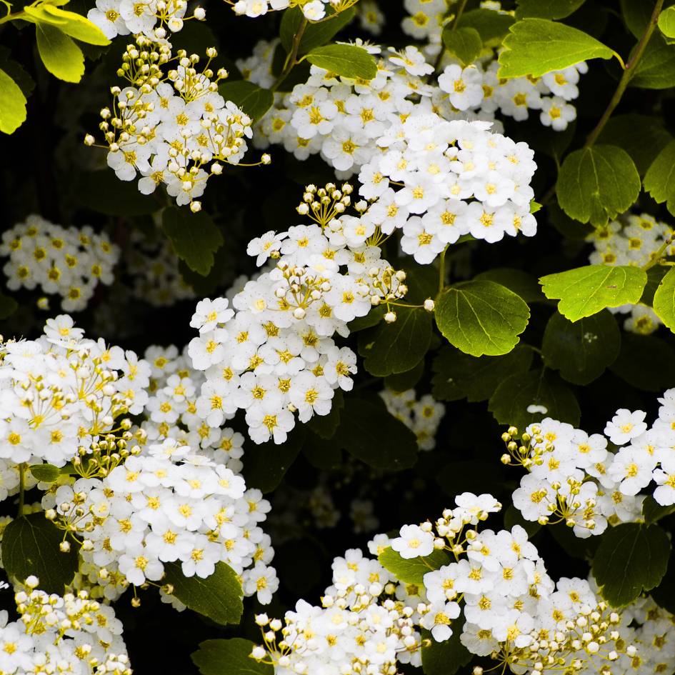 Spiraea betulifolia ‘Tor Gold’