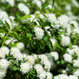 Spiraea betulifolia ‘Tor’