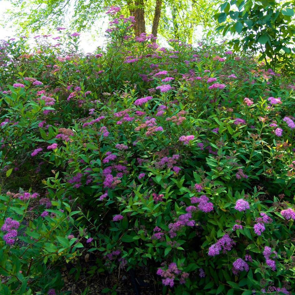 Spiraea japonica ‘Anthony Waterer’