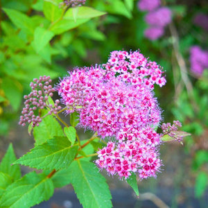 Spiraea japonica ‘Anthony Waterer’