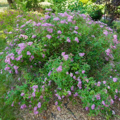 Spiraea japonica ‘Anthony Waterer’