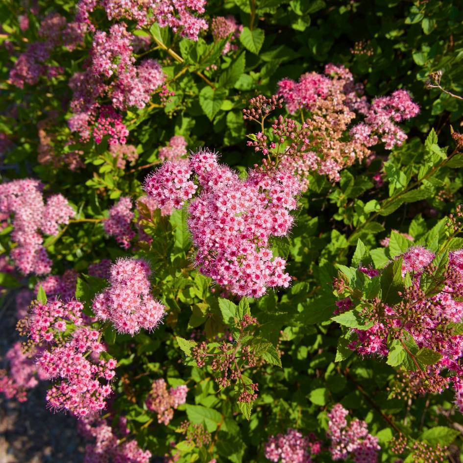 Spiraea japonica ‘Anthony Waterer’