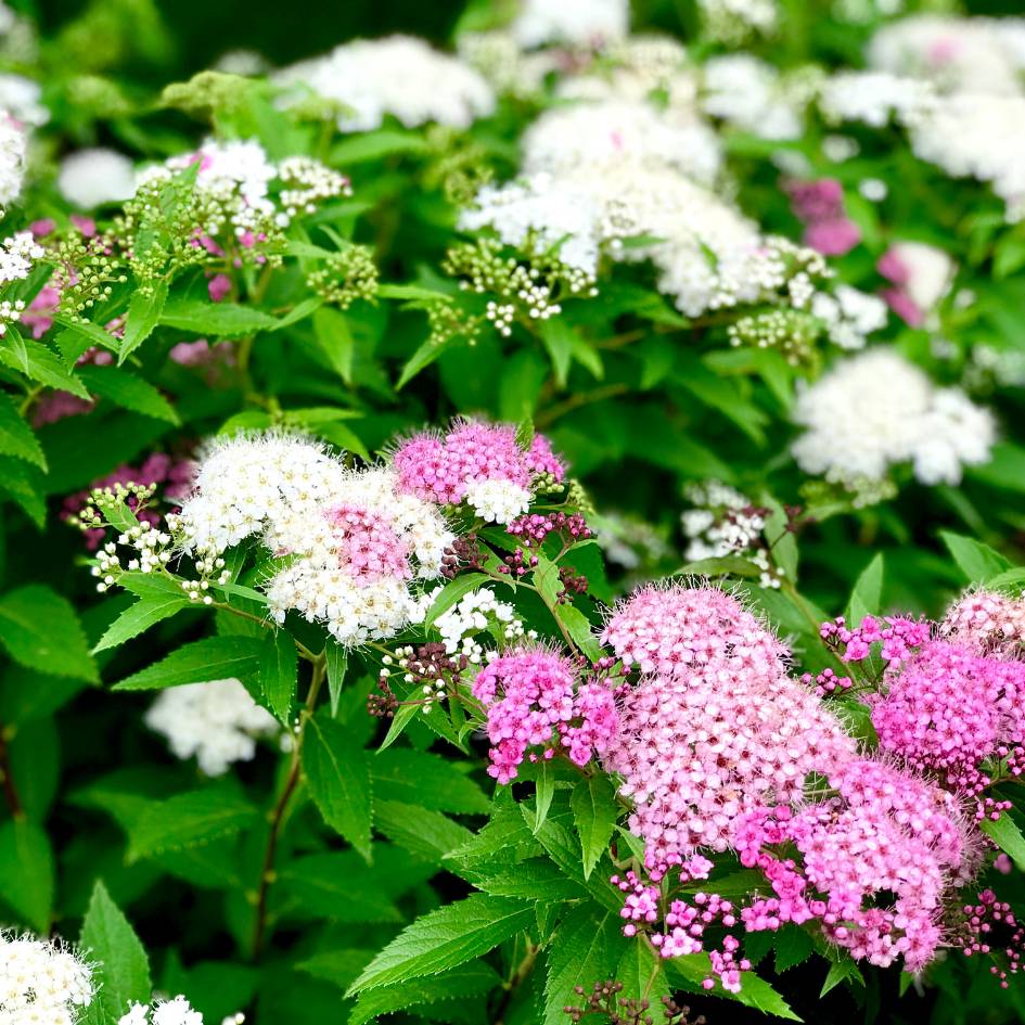 Spiraea japonica ‘Genpei’