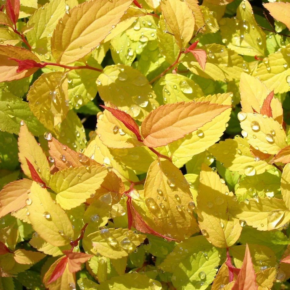 Spiraea japonica ‘Goldflame’