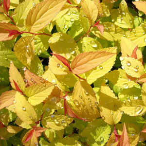 Spiraea japonica ‘Goldflame’