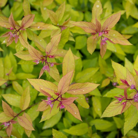 Spiraea japonica ‘Goldflame’