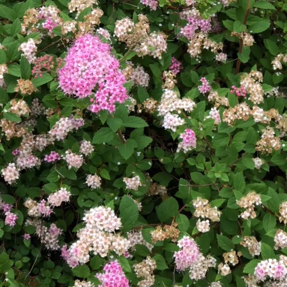 Spiraea japonica ‘Little Princess’