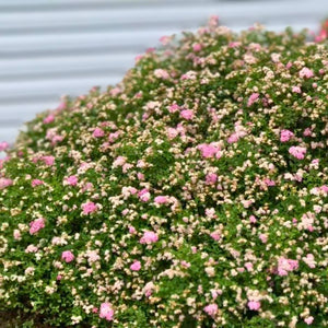 Spiraea japonica ‘Little Princess’