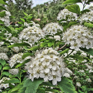 Spiraea nipponica ‘Snowmound’