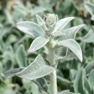Stachys byzantina