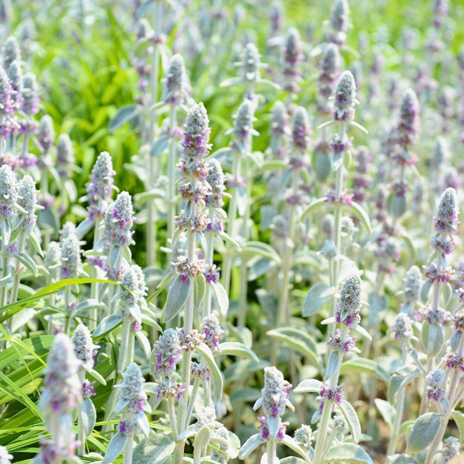 Stachys byzantina