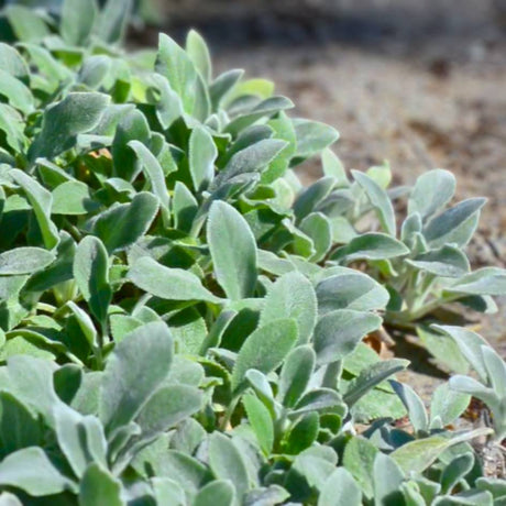 Stachys byzantina ‘Silver Carpet’
