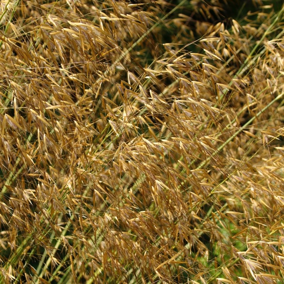 Stipa gigantea
