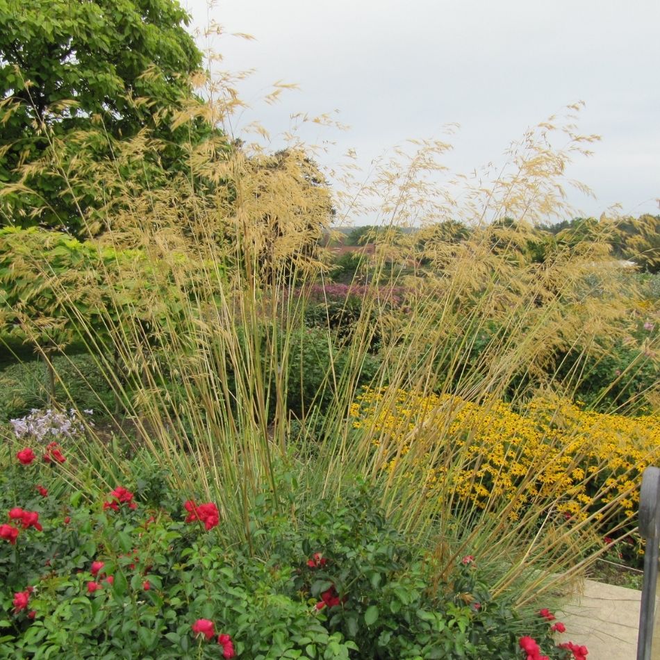 Stipa gigantea