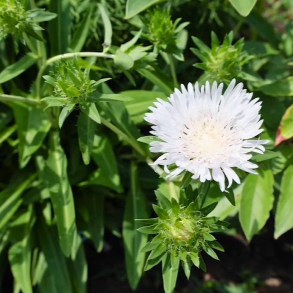 Stokesia laevis ‘Divinity’